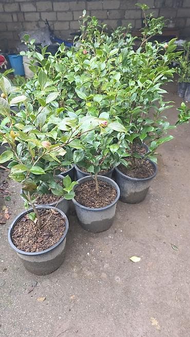 kitayskiy roza: Ağ və tünd rozv. Boyları 80 90 sm Kameliya — 1