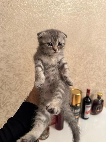 Şotland yastı qulaq, Erkək, Yaxşı əllərə, Ünvandan götürmə, Pulsuz çatdırılma, Ödənişli çatdırılma