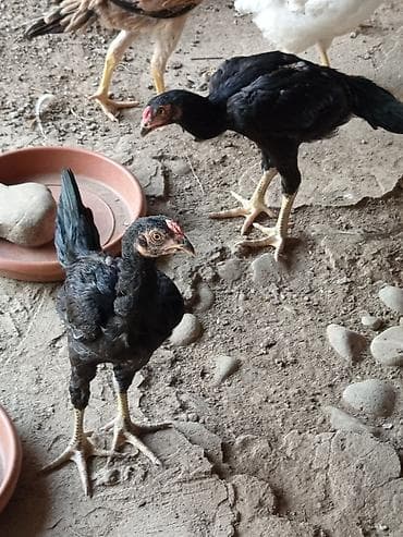 Salam aleykum gördüyünüz bu heyratı xoruzların satılır tam sağlam