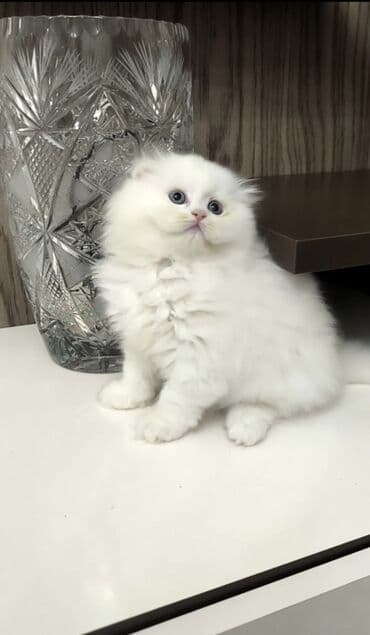 британская шиншилла баку: Шиншилла, Самка — 2