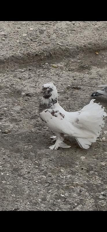 Qizgin london povlini erkey satilir