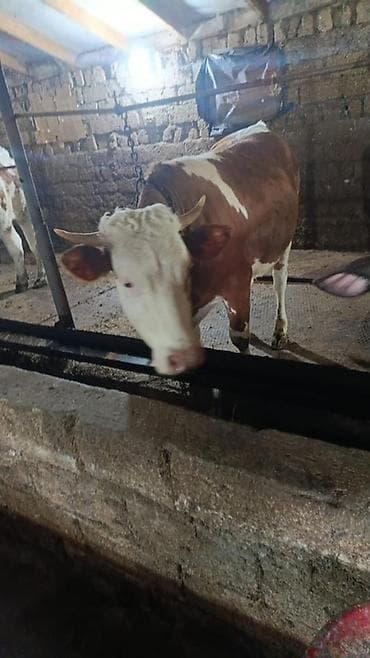 1 ci qarina iyunun 10 u dogacaq temiz simmentaldi anasi 30 litr sud