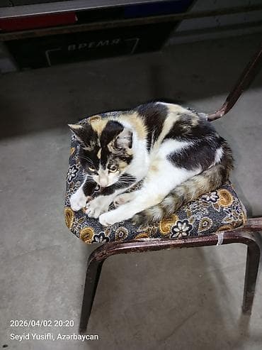 xacmaz heyvan bazari: Dişi, Yaxşı əllərə — 10