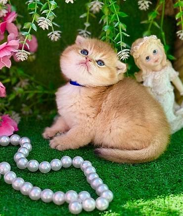 pisiy: Şotland — 6