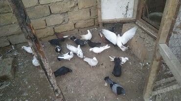 İtlər: Salam 24.25 qusdu hamsi tam saglamdi hopdum biri 2 manatdan bos bos — 1