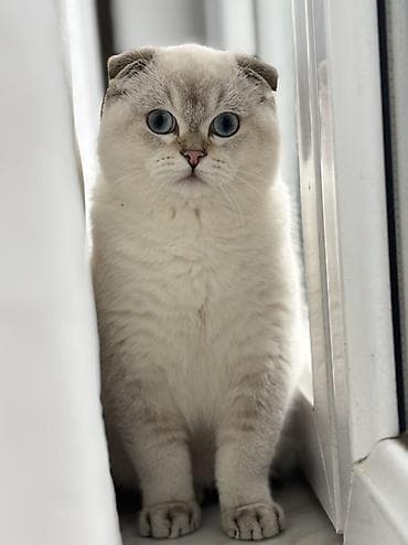 Erkək pişik cütləşdirmə üçün təqdim olunur. ✨ Məlumatlar: 	•	Cinsi