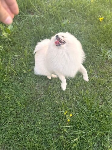 сколько стоит собака чихуахуа: Şpitz — 3