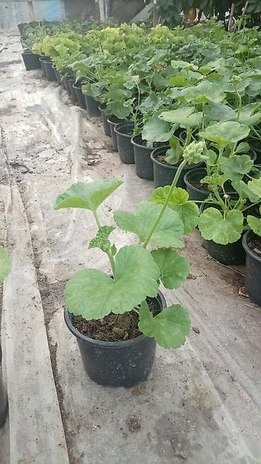 bitki satışı: GERAN gülləri. Çox gözəl fərqli rənglərdə gözəl ətirli, daimi yaşıl — 6