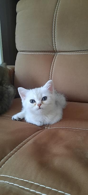 Heyvanlar: Britan — 4