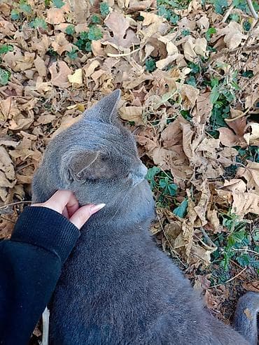 İtlər: Boz rəngli pişik – zərif və sakit xasiyyətli ev heyvanı (növü mavi rus — 2