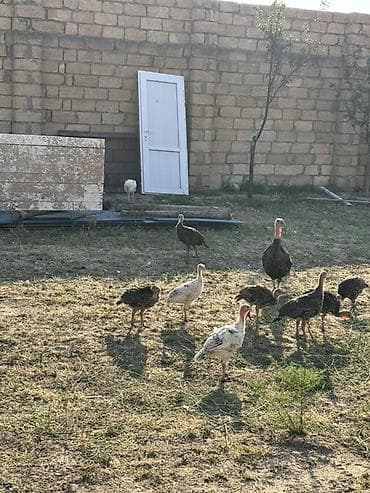 hind qysy: 1ana 18 bala bir yerdə satılır 10 hündüşka balası 8cücə 2 aylıqdırlar — 1