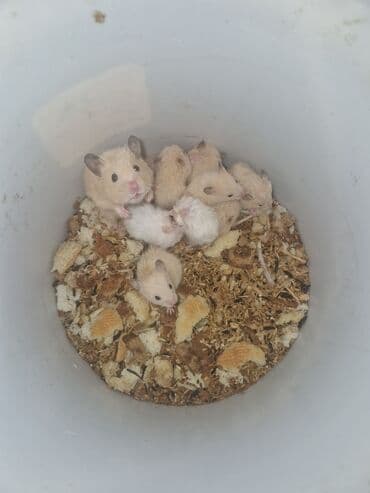 Hamster balaları – müxtəlif rənglərdə - Rənglər: ağ, krem lalafo.az -da Hamster balaları – müxtəlif rənglərdə - Rənglər: ağ, krem