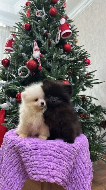 it aliram: Şpitz, 3 ay, Dişi, Peyvəndli, Ünvandan götürmə — 4