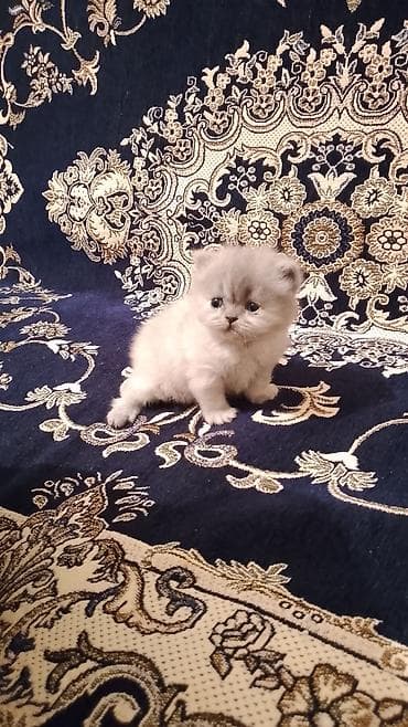 pisik ucun evler: Britan — 2