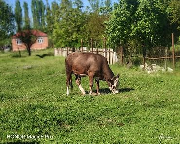 Məhsul: Mal-qara (inek) Təsvir: - Cinsinə bənzər görünüş: hereford