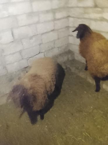 qoyun sortları: 1 illik qoç 2 dənə dişi quzu satılır — 5