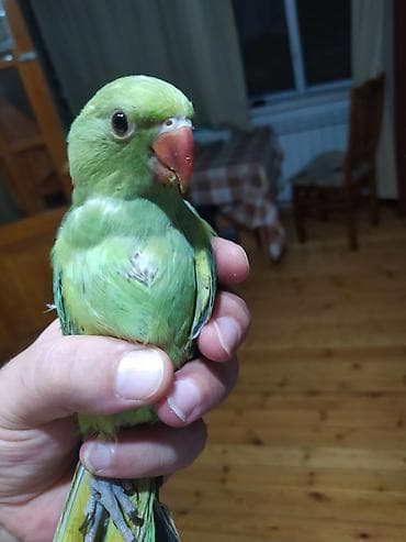 Ojireli Balalari 1 ay 10 günlük. Hele yeme düşməyib, Ele Öyrəşdirmək