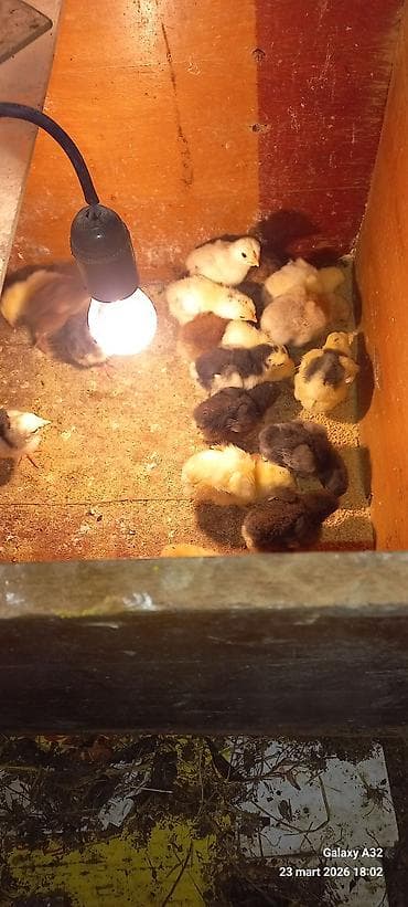 Gəmiricilər: Toyuq cücələri, Damazlıq — 5