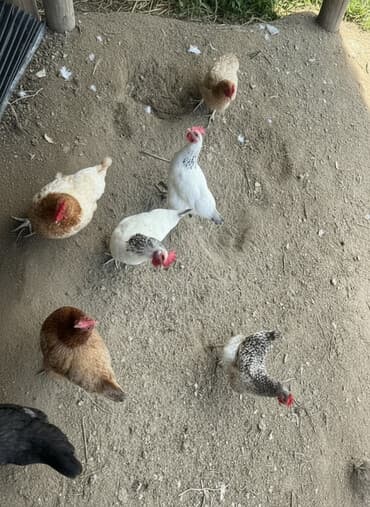 liqorin toyuq: Toyuq, Yumurtalıq, Ünvandan götürmə — 2