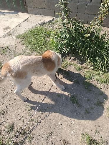 coban iti haqqinda melumat: 4 ay, Erkek, Cütləşmə üçün, Ünvandan götürmə — 7