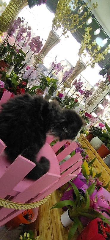 yem qabı: Şotland — 6