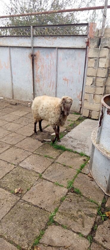 Quzu: Qoyun – yerli təsərrüfat heyvanı - Cins: qarayala/yerli tip (şəkildə — 2