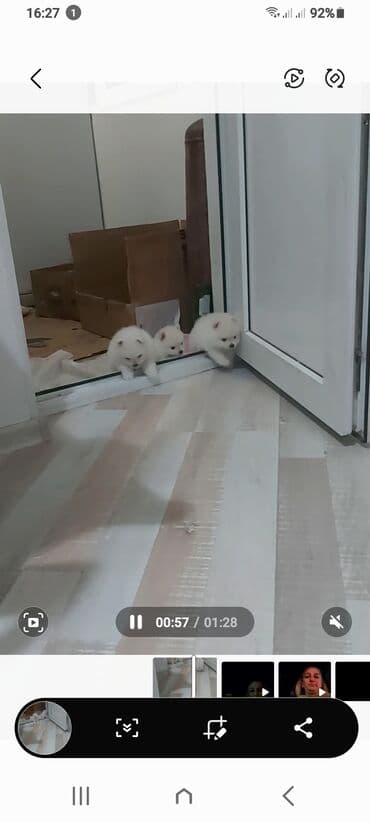 coban iti satiram: Şpitz, 1 ay, Erkek — 9