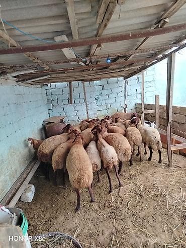 mal qara qusar: 27 baş tərgitməy heyvanlar satılır istəyən olsa yazsın baxa bilmirəm — 5