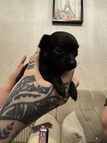 İtlər: Çixuahua — 3