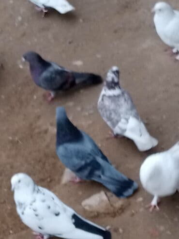 Gəmiricilər: Məhsul: Göyərçinlər (dekorativ/ev quşu) Təsvir: - Şəkillərdə müxtəlif — 5