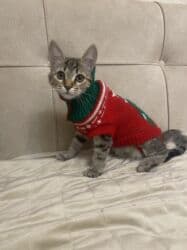 şotland pişiyi etibarlı əllərə verilir: Britan, Dişi, Yaxşı əllərə, Ünvandan götürmə — 3