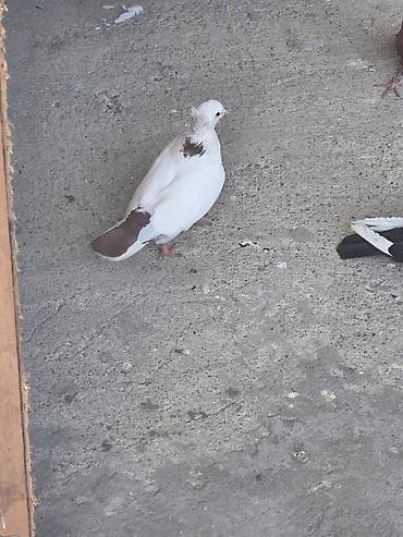 goyərclər: Ortal tel qirmizi quyruq zeri boyun erkeydi saglamdi — 2