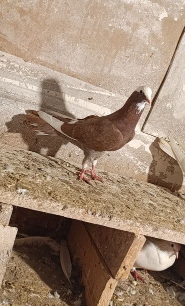 Голуби: Quş göz qabağındadır babayeviski ağ baş tutulmadı saqlamda quşdu boş — 1