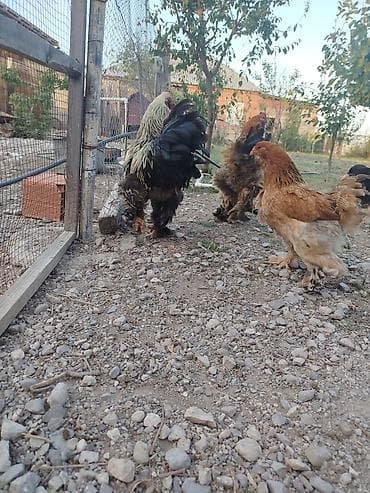 yerli qaz balasi: Brahma tam sağlam akdiv heyvadı damazlğa yararlı — 6
