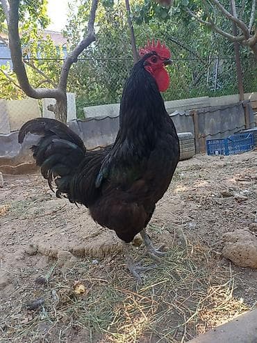 barred rock: Məhsul: Austrolorp və Amaroks toyuqların yumurtası satılır Təsvir: - — 3
