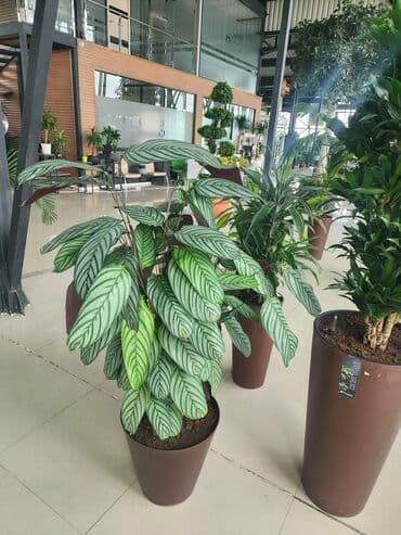 dibcek gulleri qiymeti: Bitgi və dibçəklər — 5