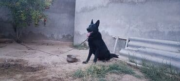 Alman çoban iti lalafo.az -da Alman çoban iti