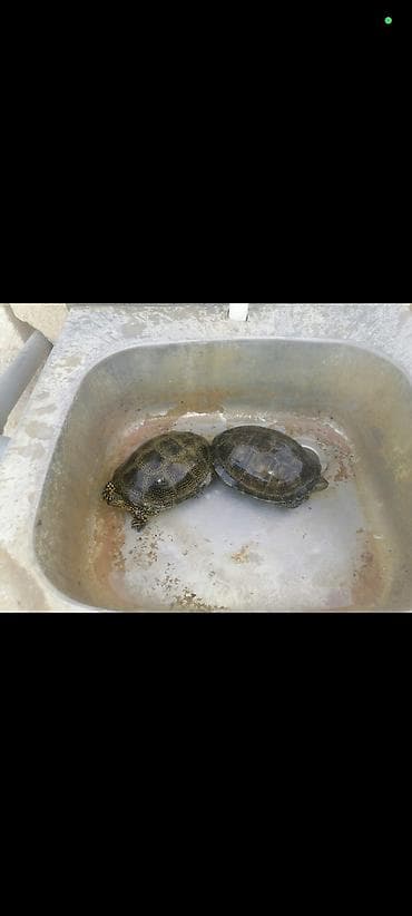 Akvarium aksessuar və ləvazimatları: SU TISBAĞASI, həm suda həm də quruda yaşayır. Hal hazırda 5 ədəd var — 4