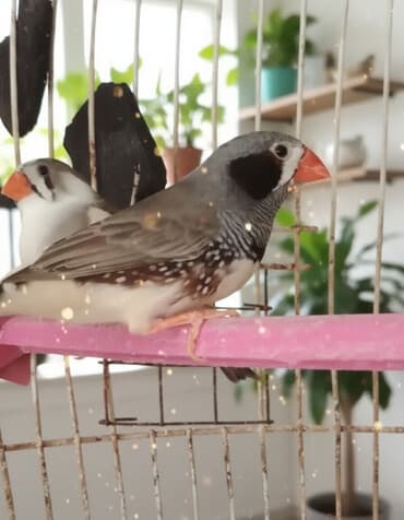 Hamsı bir yerde 50 m qefes yuva2 dene yem qabı su qabı her şey Zebra lalafo.az -da Hamsı bir yerde 50 m qefes yuva2 dene yem qabı su qabı her şey Zebra