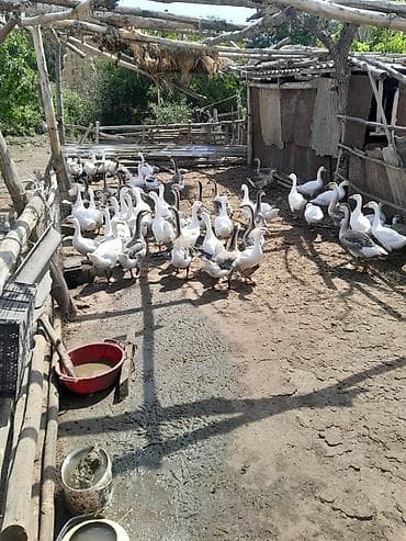 qaz balasi: Qaz sürüsü – yerli qarışıq cinslər - Şəkillərdə böyük bir sürü qaz — 3