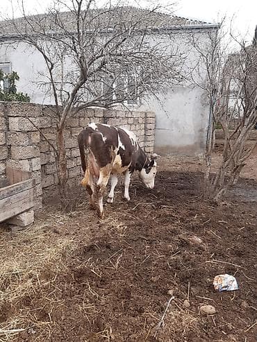 Собаки: Birinci qarin simental erkey balada slmentaldi sudu 15 letirdi bir — 4