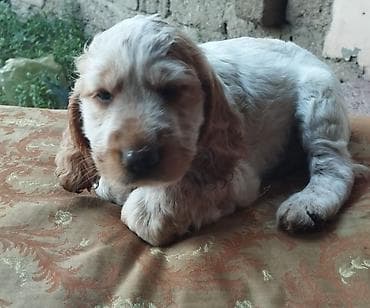 hamster.kom: Koker spaniyel, 1 ay, Erkek, Sənədli — 5