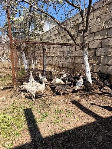 it satşı: Hinduşka cücələri, Damazlıq — 6