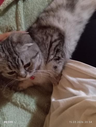 pisik cutlesme: Şotland, Yaxşı əllərə — 2