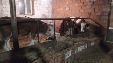 smental inekler: Самка, Simental, лет: 1, 300 кг, Для молока, Самовывоз — 6