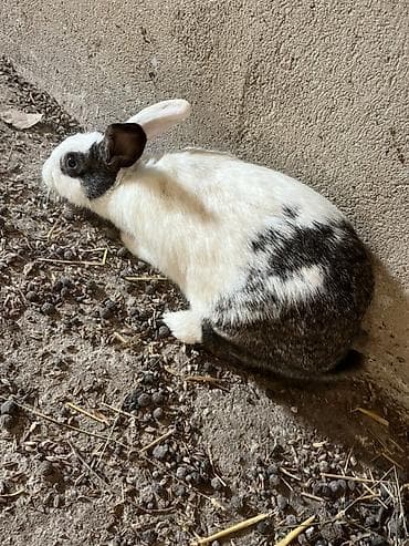 Akvariumlar: Ağ-qara rəngli ev dovşanı - Cins: qarışıq ev dovşanı - Rəng: ağ fon — 2