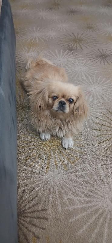 it: Pekines — 1