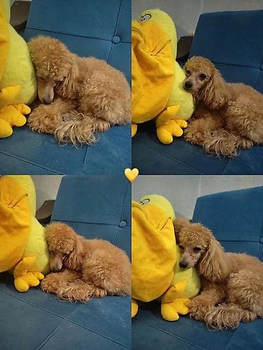 K/t heyvanları və malları: Pudel, 3 il, Erkek, Cütləşmə üçün — 2