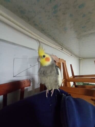 tap az sudluk inəklər: Məhsul: Nimfa tutuquşusu (Cockatiel) Təsvir: - Rəng: sarı baş və — 4