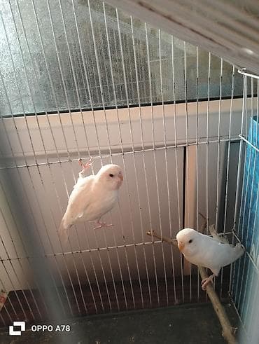 qu qusu: Te tek 12m 3 aylig quşlardi her bir şey yeyiler tam saglam deyişmek — 8